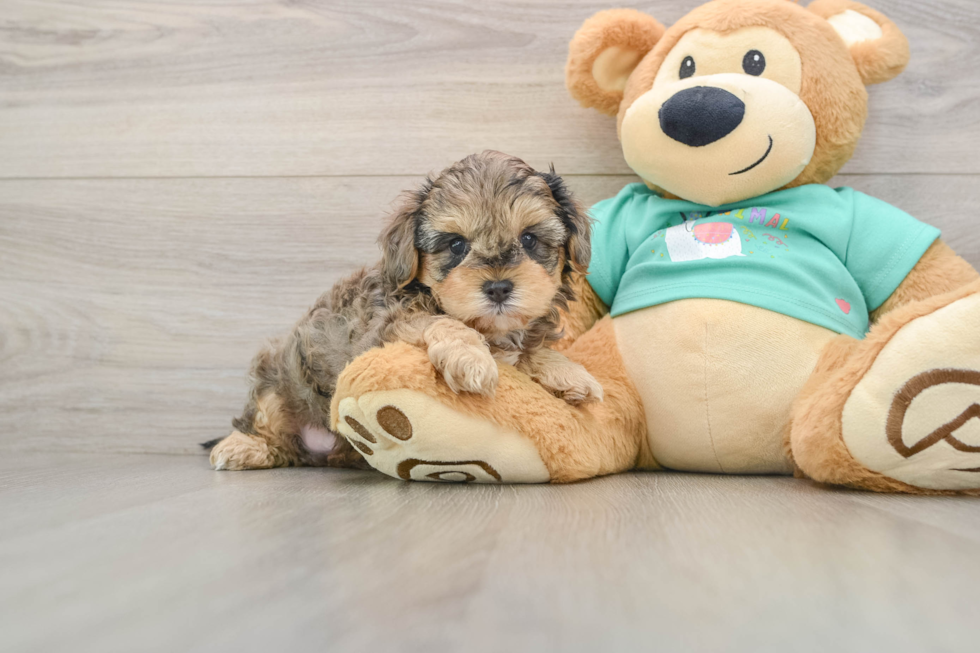 Hypoallergenic Yorkie Doodle Poodle Mix Puppy
