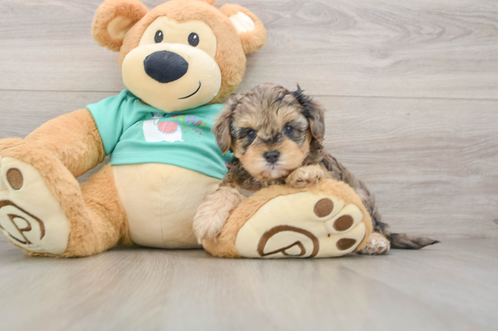 Adorable Yorkiedoodle Poodle Mix Puppy