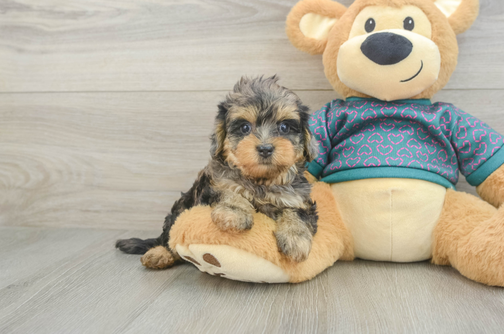 6 week old Yorkie Poo Puppy For Sale - Pilesgrove Pups
