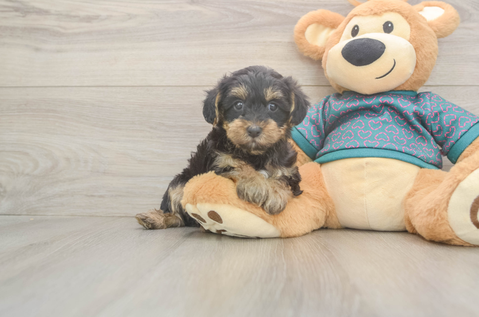 6 week old Yorkie Poo Puppy For Sale - Pilesgrove Pups