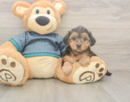 8 week old Yorkie Poo Puppy For Sale - Pilesgrove Pups