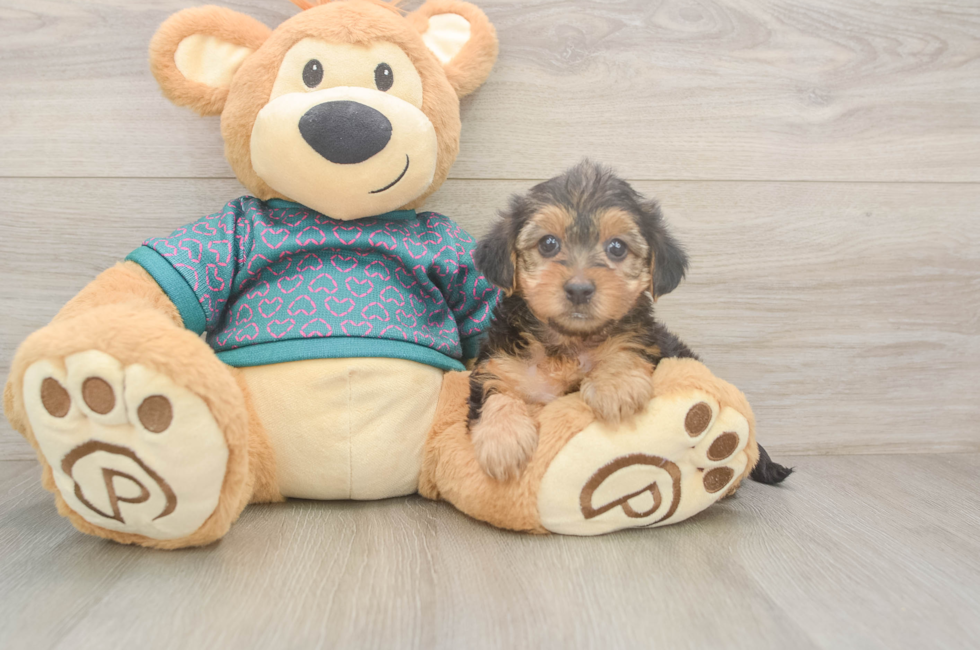 6 week old Yorkie Poo Puppy For Sale - Pilesgrove Pups
