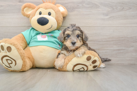 Little Yorkie Poodle Mix Poodle Mix Puppy