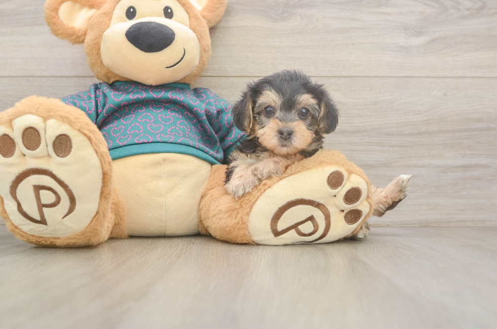 6 week old Yorkie Poo Puppy For Sale - Pilesgrove Pups