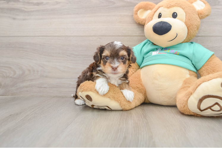 Playful Yo Yo Poo Poodle Mix Puppy