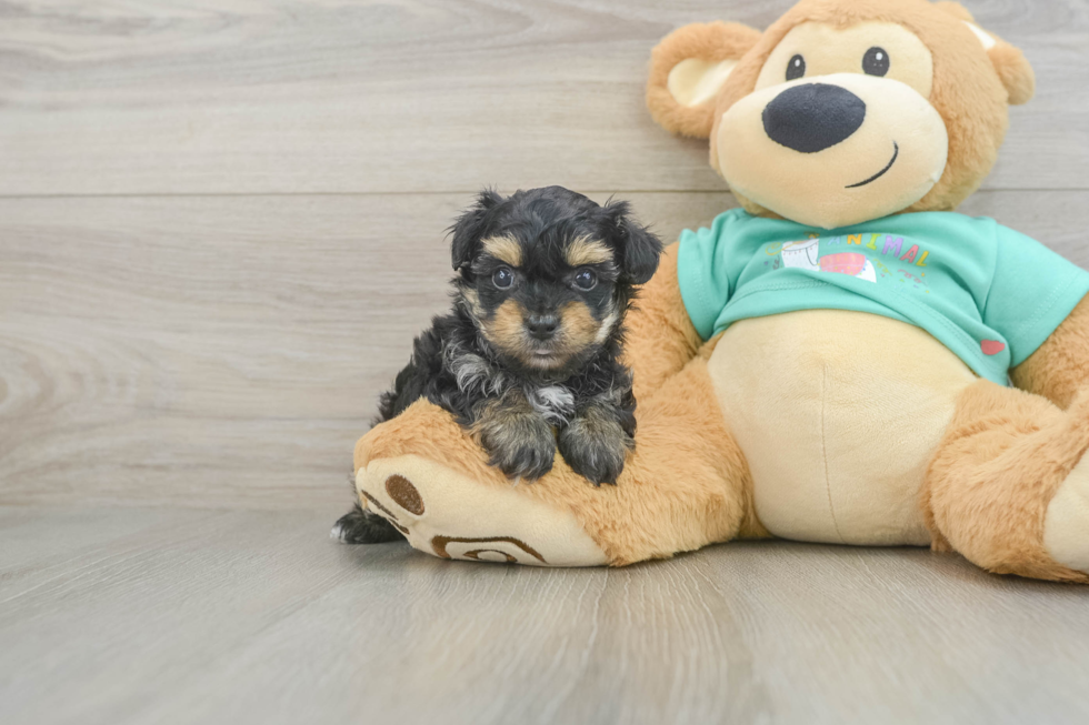 Best Yorkie Poo Baby