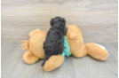 Cute Yorkie Poo Baby