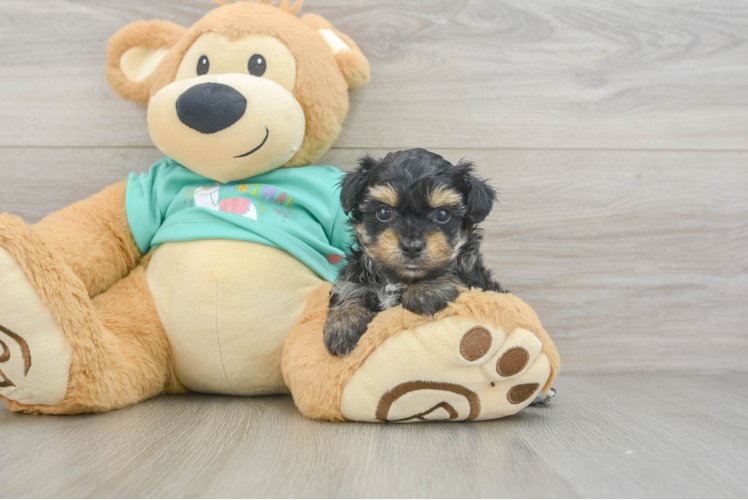 Friendly Yorkie Poo Baby