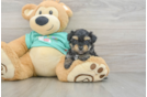 Friendly Yorkie Poo Baby
