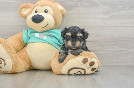Friendly Yorkie Poo Baby
