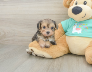 7 week old Yorkie Poo Puppy For Sale - Pilesgrove Pups