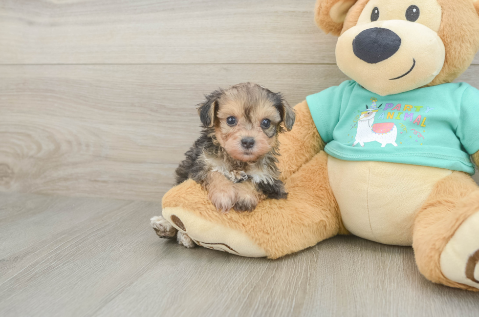 5 week old Yorkie Poo Puppy For Sale - Pilesgrove Pups