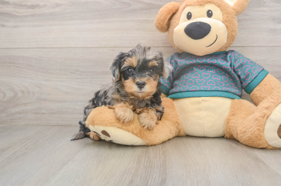 6 week old Yorkie Poo Puppy For Sale - Pilesgrove Pups