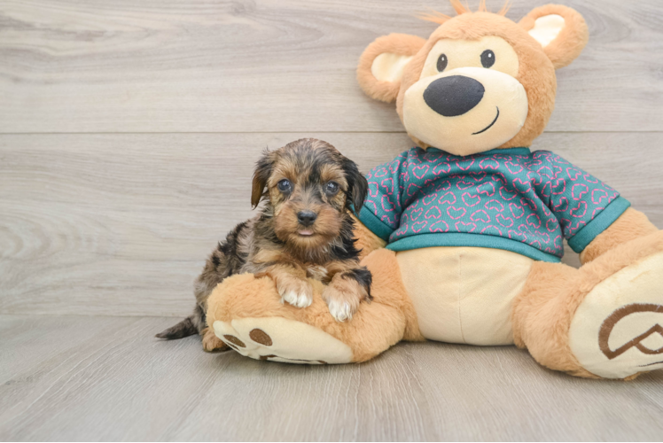 Petite Yorkie Poo Poodle Mix Pup