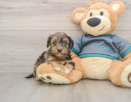 9 week old Yorkie Poo Puppy For Sale - Pilesgrove Pups