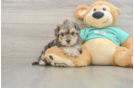 Funny Yorkie Poo Poodle Mix Pup
