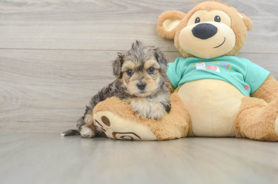 Funny Yorkie Poo Poodle Mix Pup