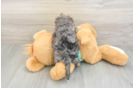 Fluffy Yorkie Poo Poodle Mix Pup
