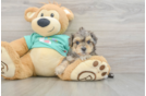 Cute Yorkie Poo Baby