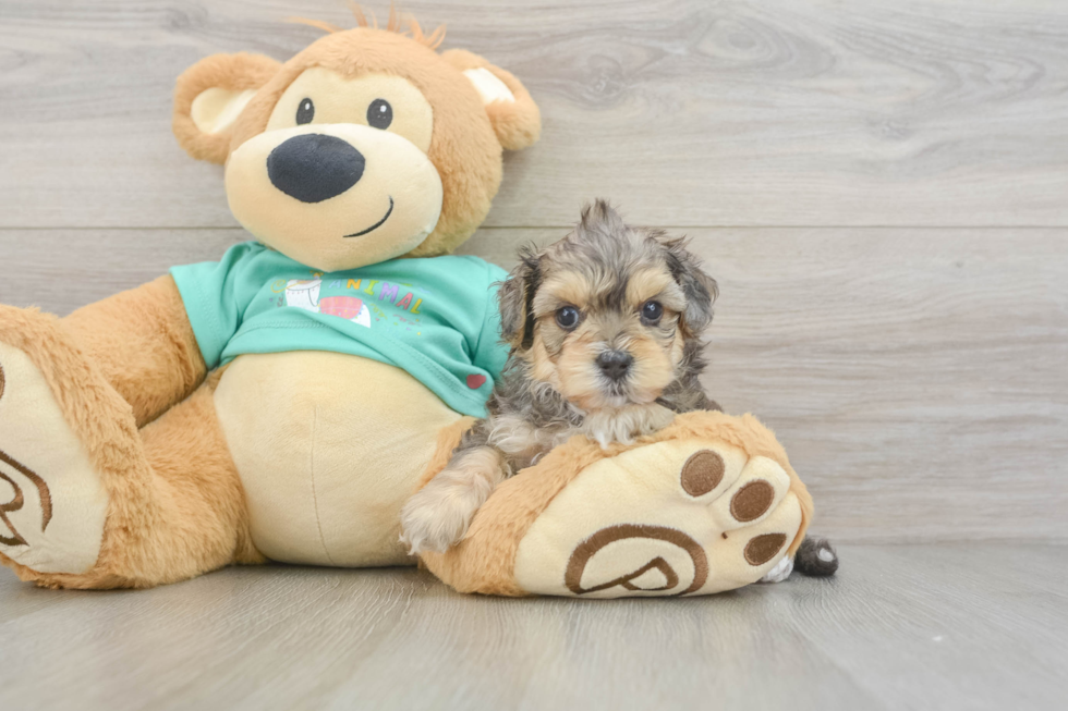 Cute Yorkie Poo Baby