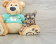 8 week old Yorkie Poo Puppy For Sale - Pilesgrove Pups