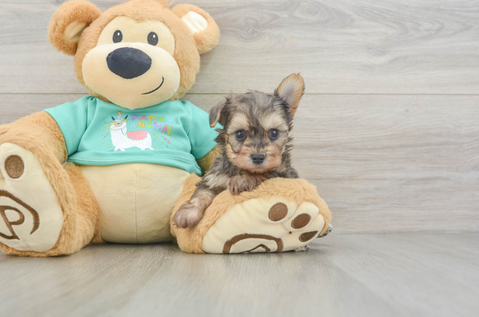 5 week old Yorkie Poo Puppy For Sale - Pilesgrove Pups