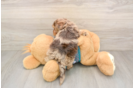 Yorkie Poo Puppy for Adoption