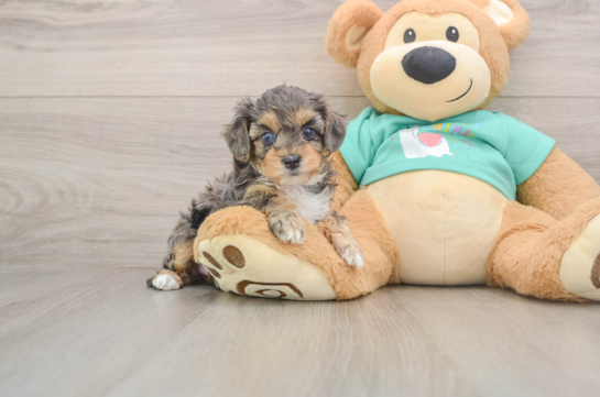 Yorkie Poo Puppy for Adoption