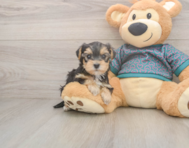 8 week old Yorkie Poo Puppy For Sale - Pilesgrove Pups