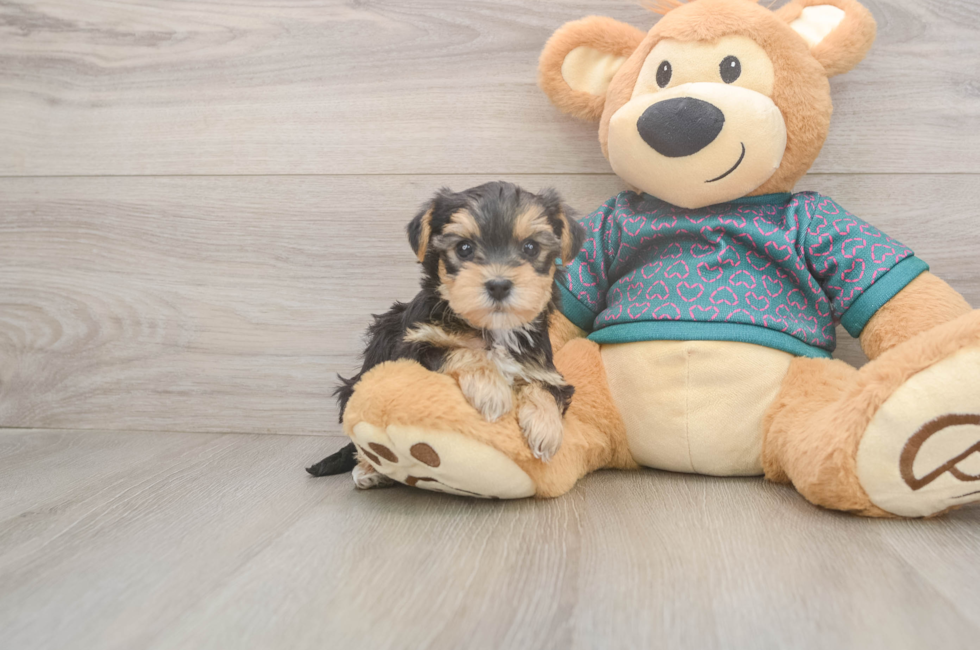 6 week old Yorkie Poo Puppy For Sale - Pilesgrove Pups