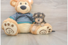Petite Yorkie Poo Poodle Mix Pup