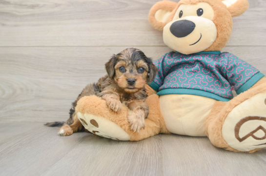 Yorkie Poo Puppy for Adoption
