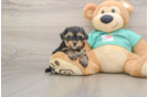 Funny Yorkie Poo Poodle Mix Pup
