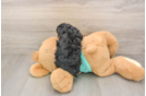 Cute Yorkie Poo Baby