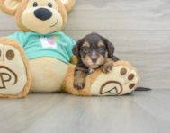 8 week old Yorkie Poo Puppy For Sale - Pilesgrove Pups