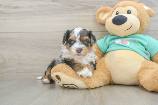 Playful Yo Yo Poo Poodle Mix Puppy