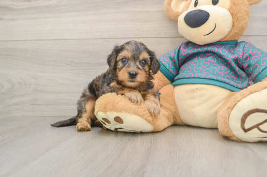 Sweet Yorkie Poo Baby