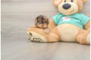 Yorkie Poo Pup Being Cute