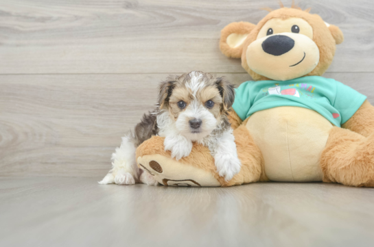 Funny Yorkie Poo Poodle Mix Pup