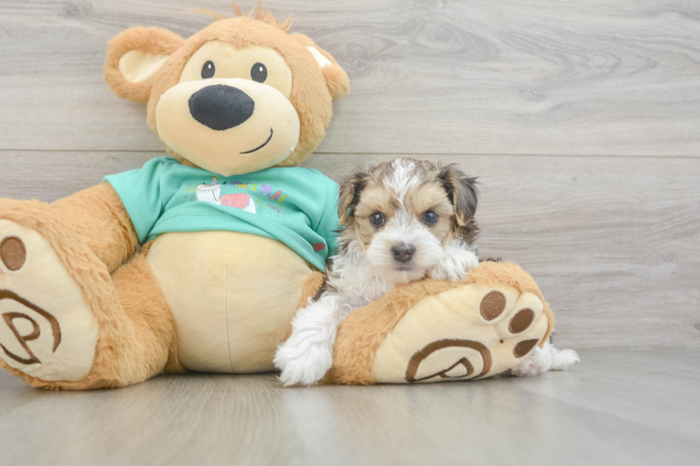 Friendly Yorkie Poo Baby
