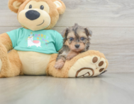 6 week old Yorkie Poo Puppy For Sale - Pilesgrove Pups