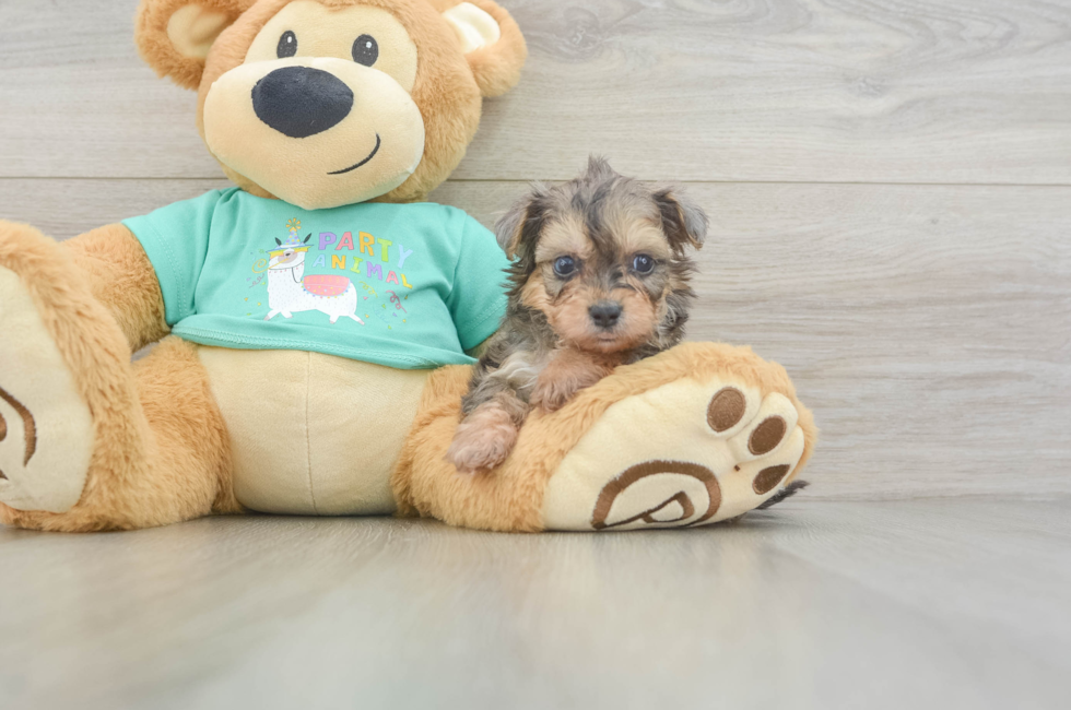 5 week old Yorkie Poo Puppy For Sale - Pilesgrove Pups