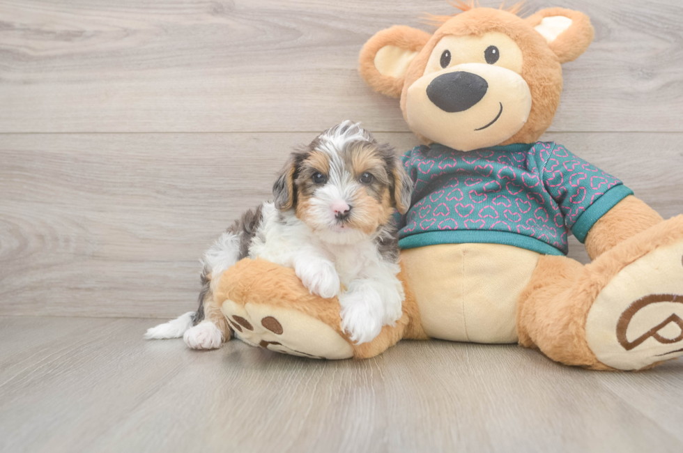 6 week old Yorkie Poo Puppy For Sale - Pilesgrove Pups