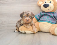 6 week old Yorkie Poo Puppy For Sale - Pilesgrove Pups