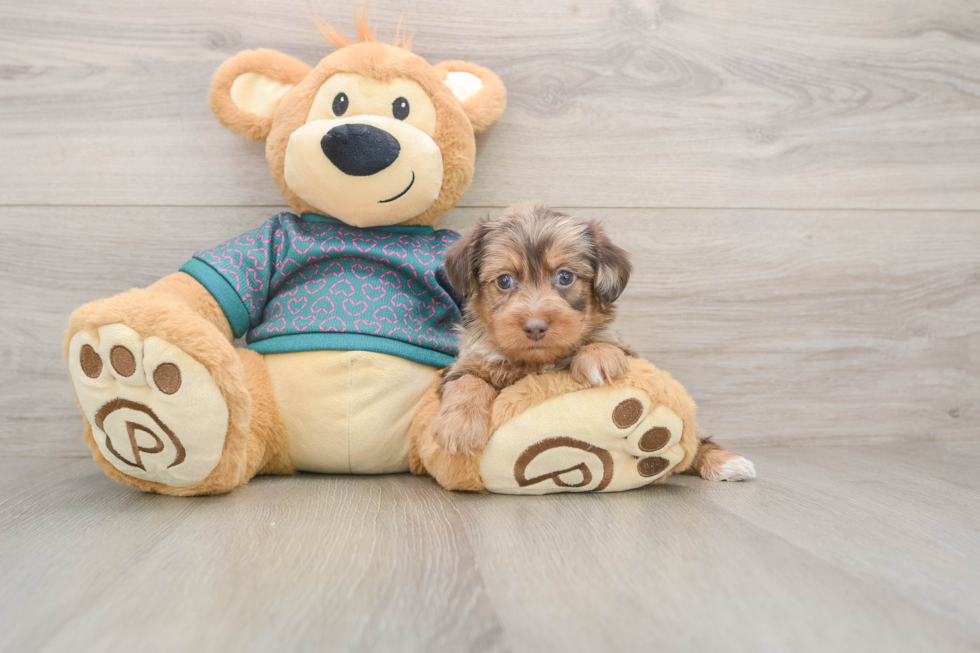 Yorkie Poo Puppy for Adoption