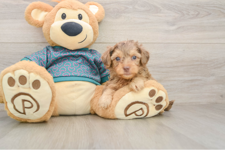 Adorable Yorkiedoodle Poodle Mix Puppy
