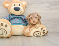 9 week old Yorkie Poo Puppy For Sale - Pilesgrove Pups