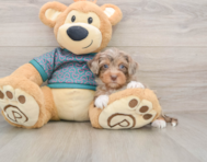 7 week old Yorkie Poo Puppy For Sale - Pilesgrove Pups