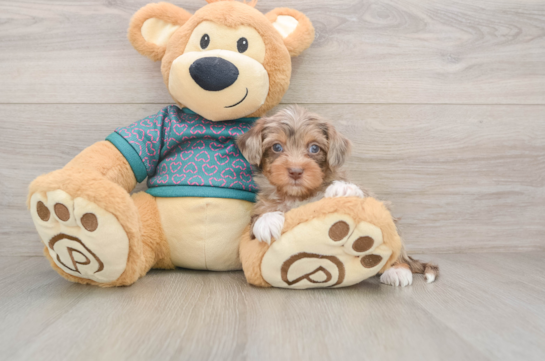 Yorkie Poo Puppy for Adoption