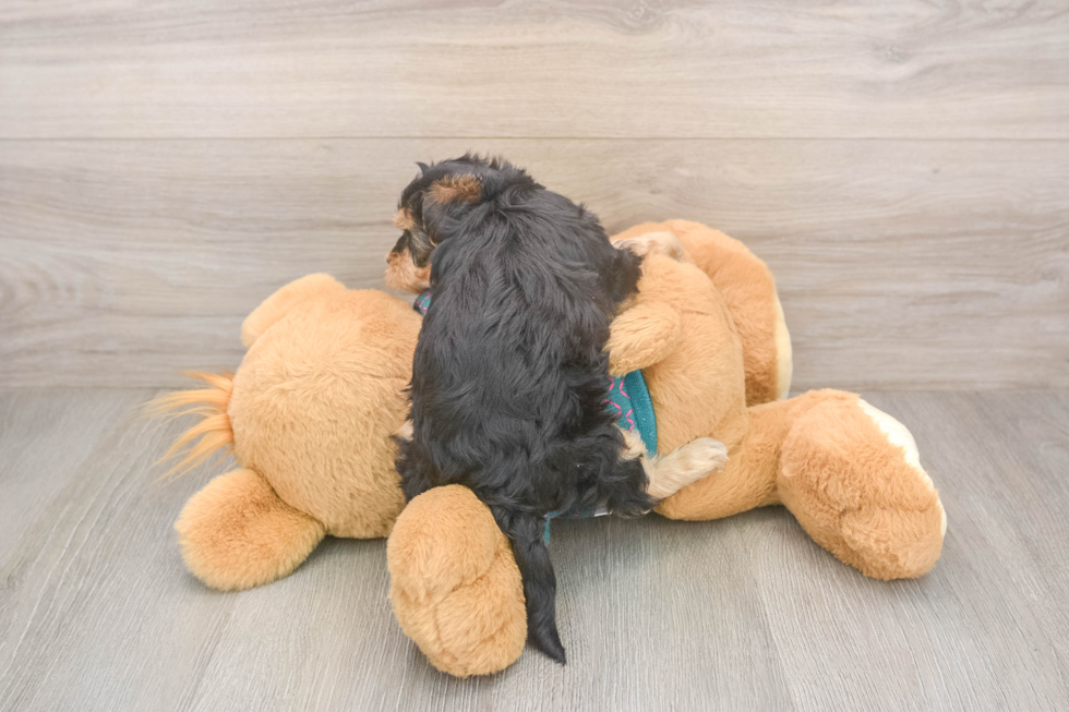 Fluffy Yorkie Poo Poodle Mix Pup